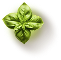 Estratto di foglie di basilico